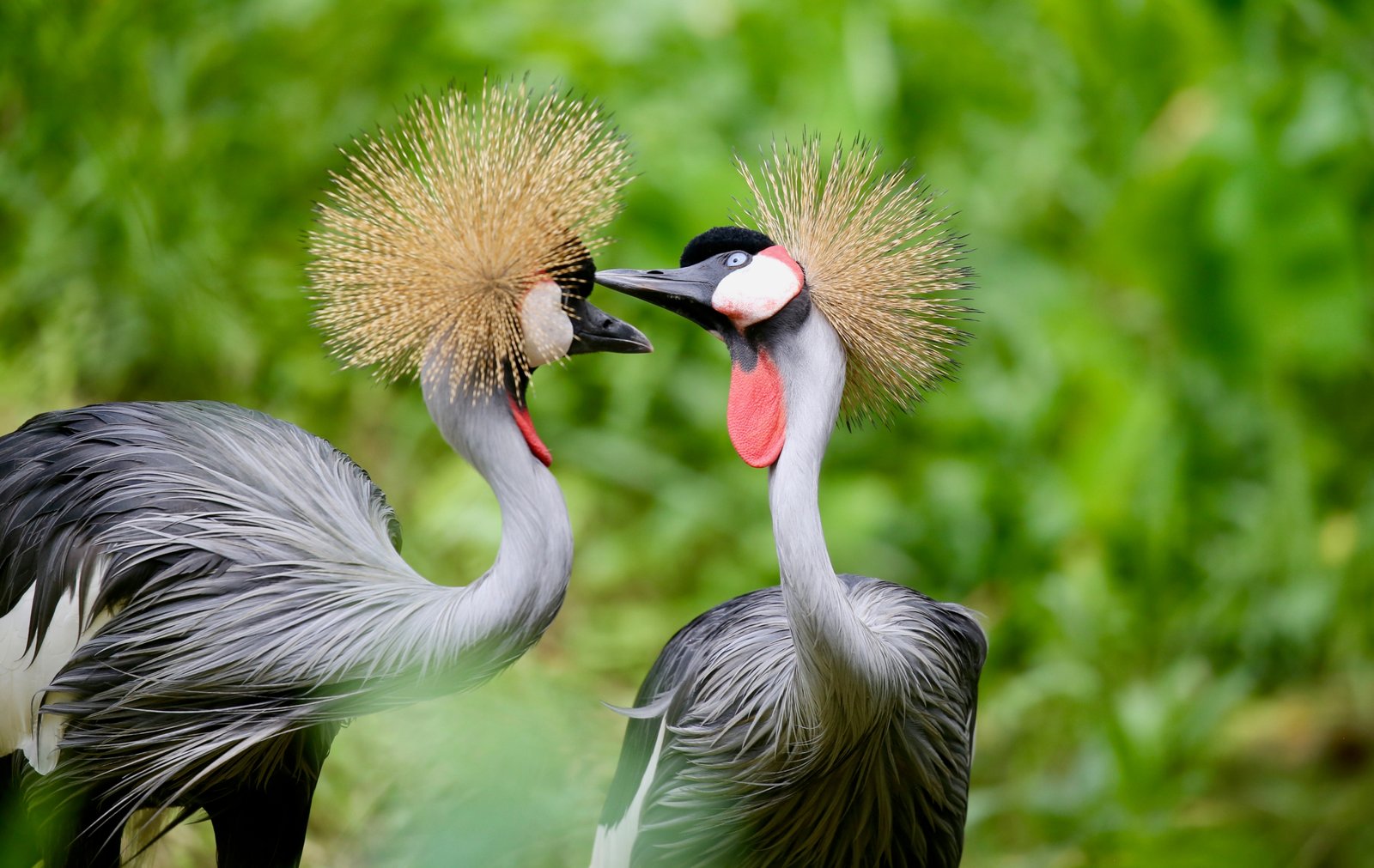 Birds of Uganda The Grey Crowned Crane scaled