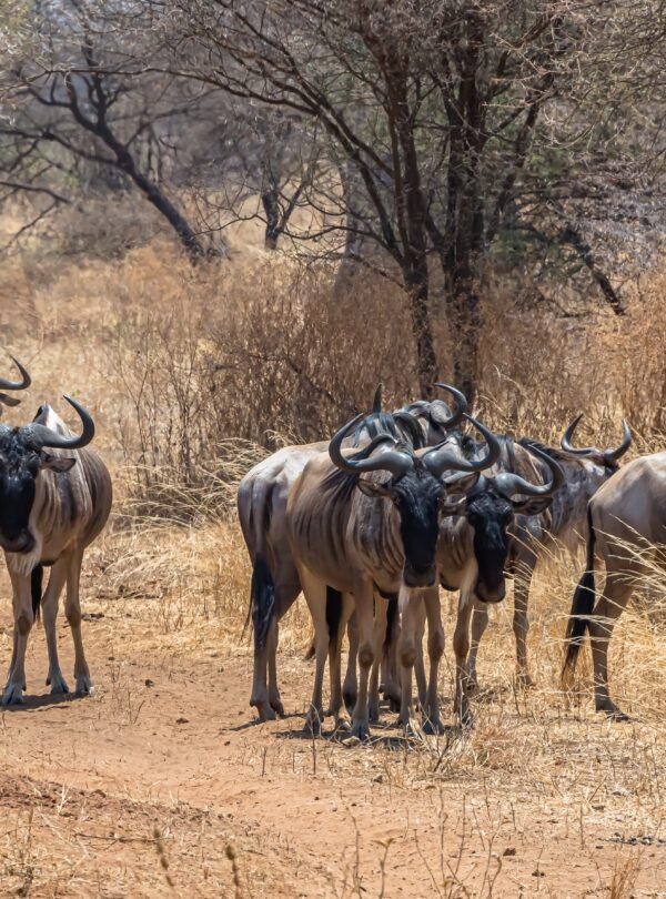Beautiful shot of the group of African wildebeests on a grassy plain